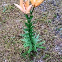 花壇の主役「スカシユリ」終わりです。