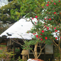 小石川　後楽園