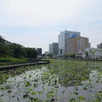 Walk around MilleHas: Water lilies and Satsuki