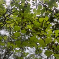 アケビの花