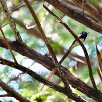 今日のサンコウチョウ