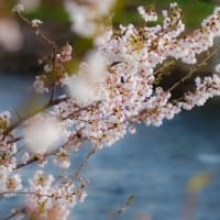 桜2022