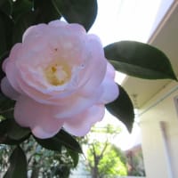 我が家の庭の花　４月初旬　ツバキ・ムスカリ・オダマキ