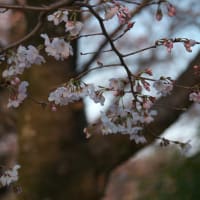 菊池神社の参道の桜が開花。２０１２．３．２９