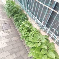 夏花日記　8