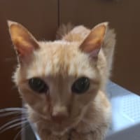 香箱座り