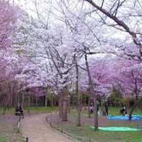 🌸今年の円山公園🌸