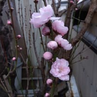 花桃の木