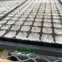 キャベツの発芽
