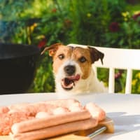 バーベキューで犬に与えると死亡する可能性がある食べ物