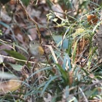 鳥猫日和19    久々の八王子K公園