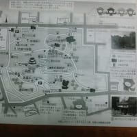 お袋退院と和歌山城の桜！　えっ！忍者！！　(^◇^;