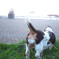 愛犬、それは愛すべき犬