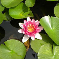 玉川上水散策