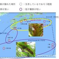南国のシダ