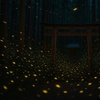 ホタルの写真に思うこと