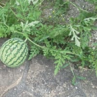 夏野菜：爺やは、赤ピーマンになるのを待っています