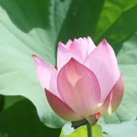 悠久のときを超えて大賀ハス