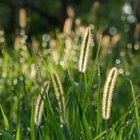 白露、草露白し～白秋