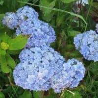 田舎へ　６月　⑤