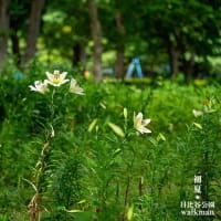 都心、初夏の彩り。