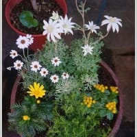 寄せ植えの夏越し