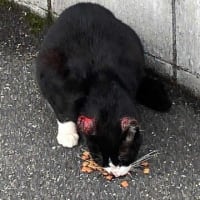 朝ウォーキングの風景。令和7年6月17日。無関心なクロちゃん。