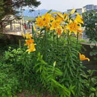 暑くなったから木陰で休んでるよ　２５．７/３