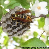 キアシナガバチ（営巣その③）（富山市）