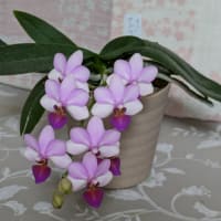 蒸し暑い日が続きます。