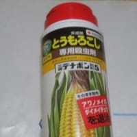 今日もトウモロコシ仕事