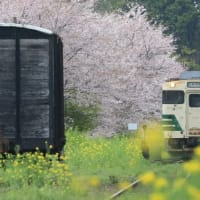 小湊鐡道『桜リフレクション』！！【2024.4.12（金）】