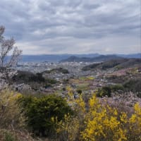 映画「シェアの法則」鑑賞会と花見山公園