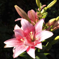 横浜E.G.ではアジサイ以外にも様々な種類の花が咲く