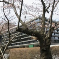 Walk around on Friday morning: Cherry blossoms were blooming