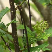 野菜の花