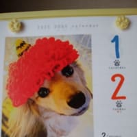 ☆２０２５年２月１日⚾カープキャンプイン☆