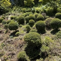 ◆  裏山の剪定終了