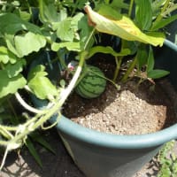 鉢物の植え替え