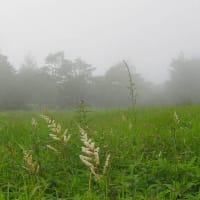 河東碧梧桐／夏断(げだち)して仏の痩を思ひけり