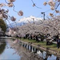 弘前城の桜　2024