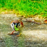 近所の公園