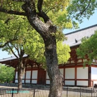 【京都幕間旅情】東寺,こうした日常の記録の膨大蓄積が最終的に玉石混交の一助となるのだろうか