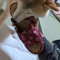 小桃とスリッパ2