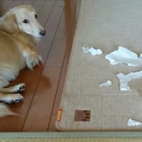 やってくれるよ。。