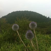 ヒゴタイ