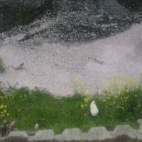 桜の花びらの絨毯