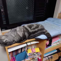 気を遣っているかと思ったら・・・
