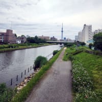 旧中川河畔の紫陽花は今が盛り