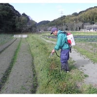 そら豆の支柱立てとジャガイモの芽出し